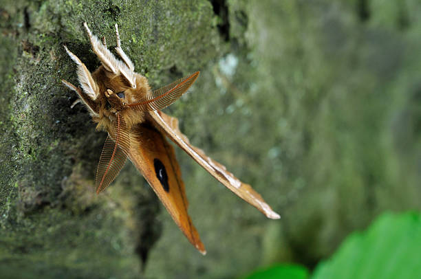 aglia 타우 - moth silk moth night lepidoptera 뉴스 사진 이미지