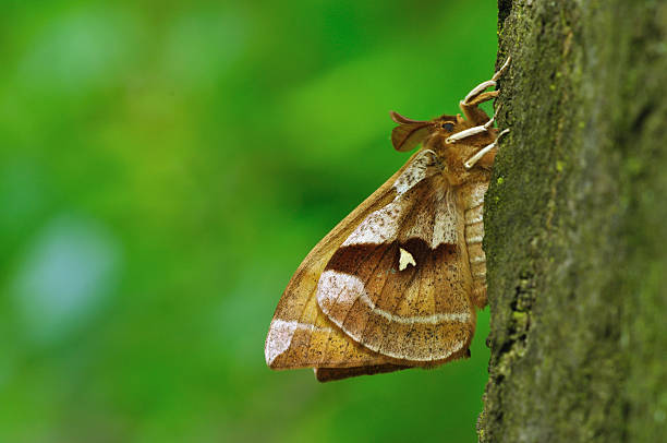 aglia tau - moth silk moth night lepidoptera stock-fotos und bilder