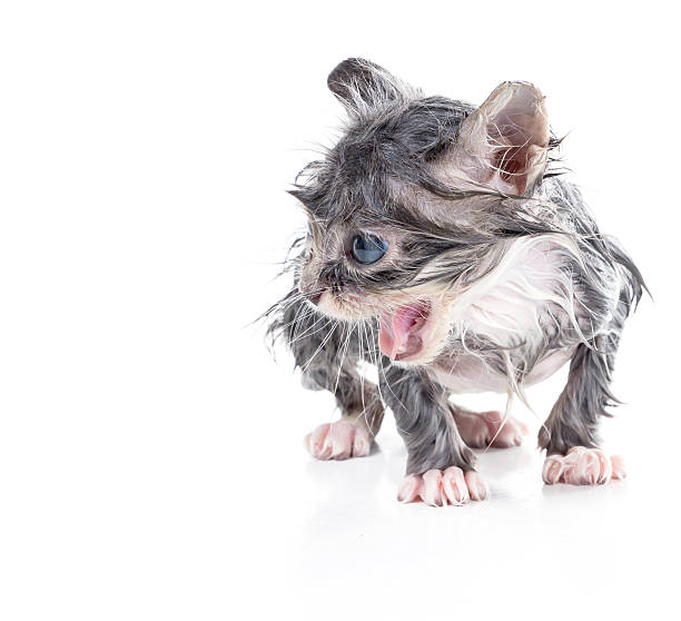 istock Wet little kitten costs and meows 453462247