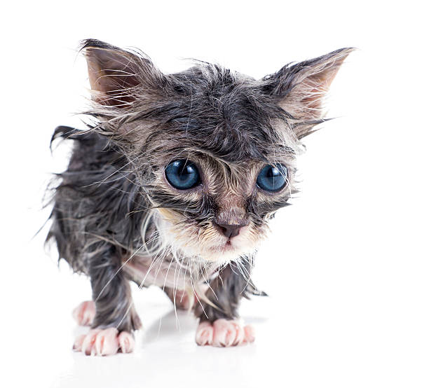 istock Sad little wet gray kitten 453462267