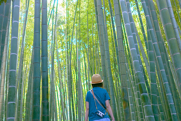 mujer joven explora en las arboledas de bambú - giant bamboo fotografías e imágenes de stock