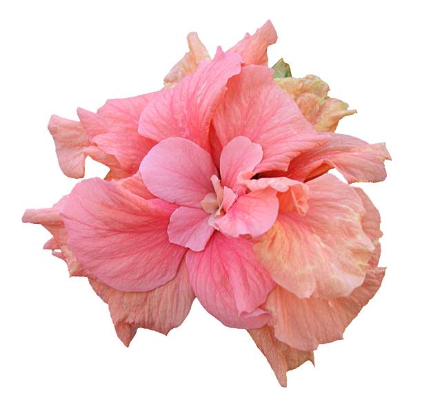 istock Pink Hibiscus Flower Isolated on White 453467425