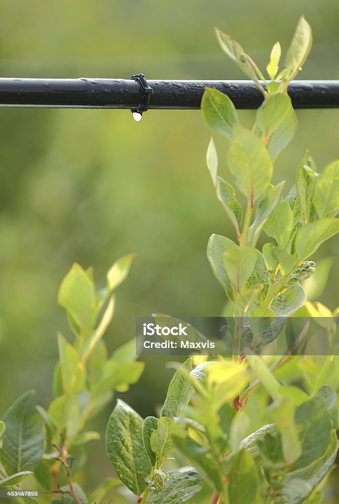 Drip Irrigation System vertical Water saving drip irrigation system being used in a Blueberry field. Agriculture Stock Photo