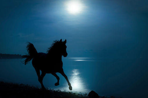 galloping horse silhouette in moonlight. Compositing.