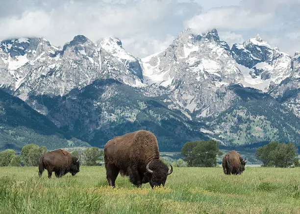 American buffalo or bison grazing on the plains in Grand Teton national park with the mountain range behind.