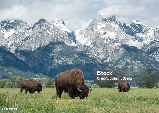 American Buffalo Stock Photo - Download Image Now - American Bison, Grand Teton National Park, USA