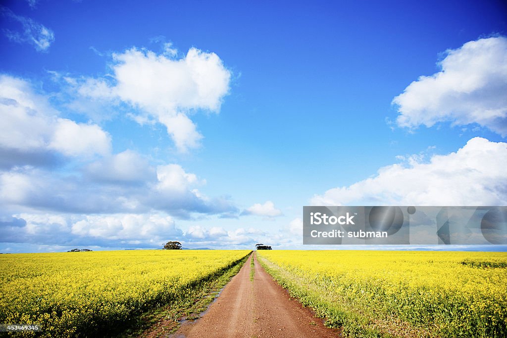 Sunny Road - Zbiór zdjęć royalty-free (Canola)