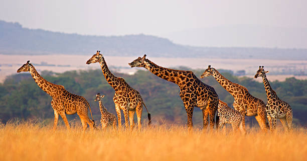 Giraffe family Masai giraffe of all sizes in a row against rolling landscape of the Masai Mara, Kenya kenya stock pictures, royalty-free photos & images