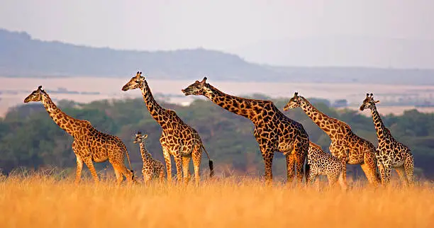 Masai giraffe of all sizes in a row against rolling landscape of the Masai Mara, Kenya