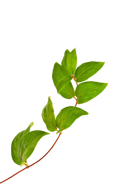 Ivy White background illustration of green ivy plant isolated against digital. Ivy leaves vertical leaves  growing ivy leaves twisted back on top of the image at high rates. tendril stock pictures, royalty-free photos & images