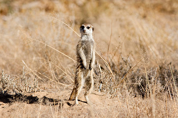 istock Meerkat on the lookout 453469569