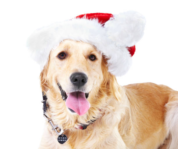 istock Spreading the Christmas spirit 453470939