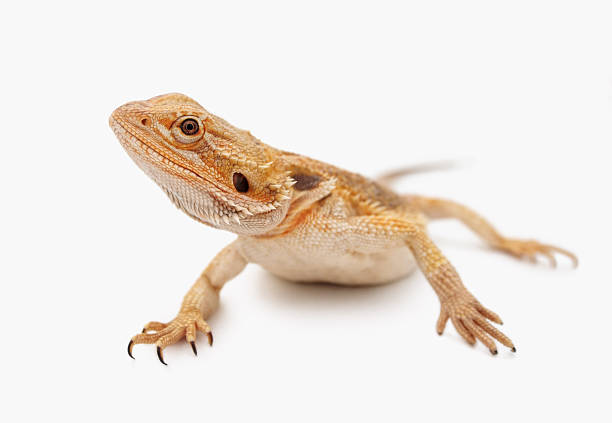istock Young dragon preying against white background 453474169
