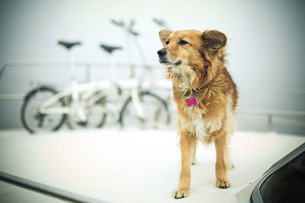 istock Happy dog with boat and bikes 453477523