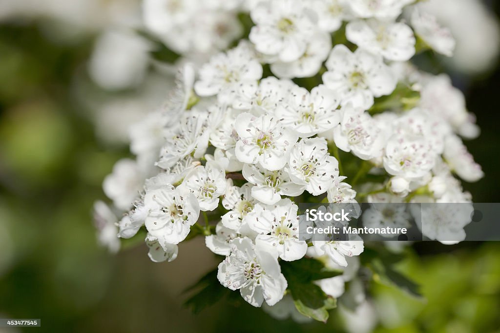 花のツノ（Crataegus monogyna ）またはブロッサム - サンザシのロイヤリティフリーストックフォト