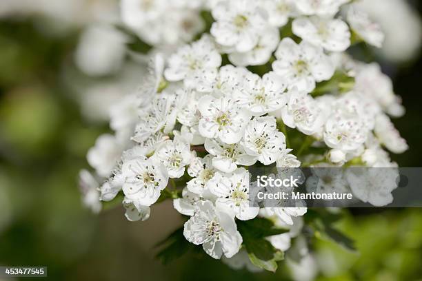 Flores De Hawthorn Ou Florescer - Fotografias de stock e mais imagens de Pilritreiro