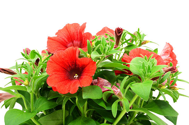 istock Red petunia flower blossom on white background 453477565
