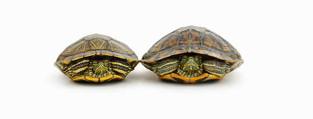 istock Two bellied Sliders on white background 453478133