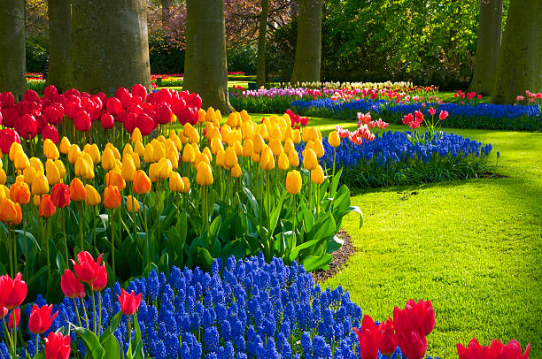 Spring Flowers in a Park Park with multi-colored spring flowers  Location is the Keukenhof garden, Netherlands. keukenhof gardens stock pictures, royalty-free photos & images