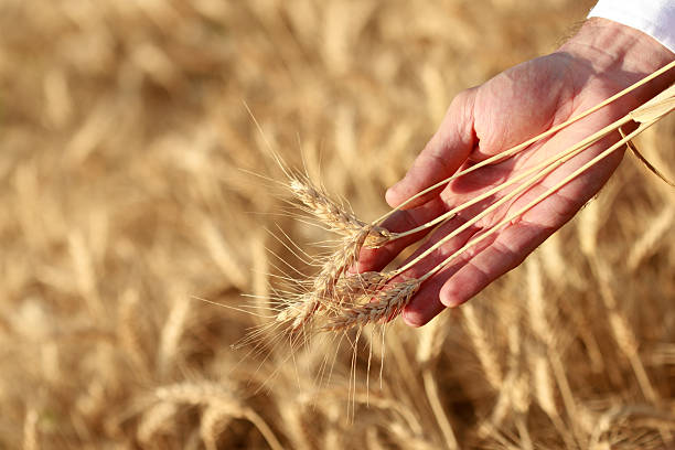 istock Ear of wheat in your hand 453479007