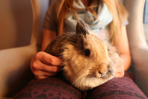 bunny on lap stock photo