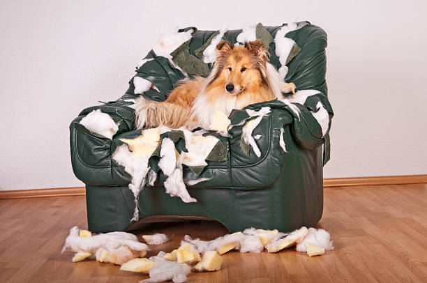 istock Collie dog lying on destroyed leather armchair. 453481545