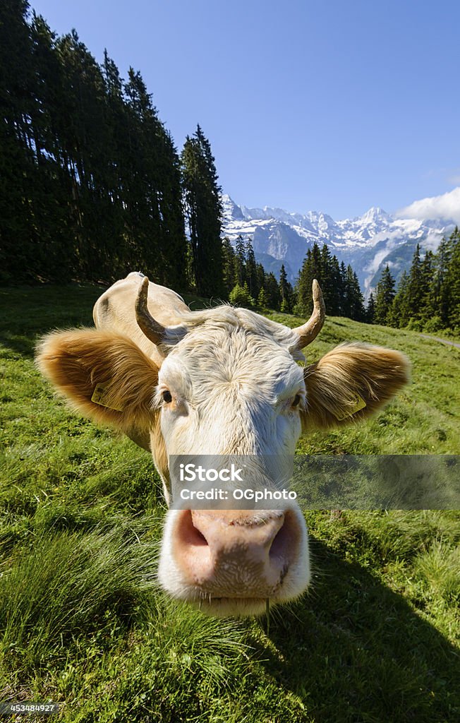 Wideangle di mucca da latte in un prato circondato dalle montagne-XXXL - Foto stock royalty-free di Bovino domestico