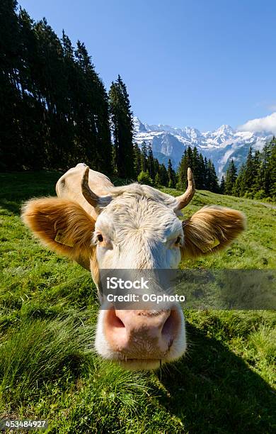 Wideangle Di Mucca Da Latte In Un Prato Circondato Dalle Montagnexxxl - Fotografie stock e altre immagini di Bovino domestico