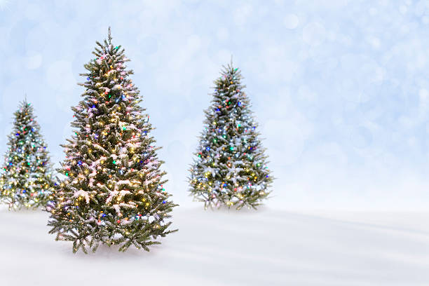 Christmas Tree Outdoor Landscape