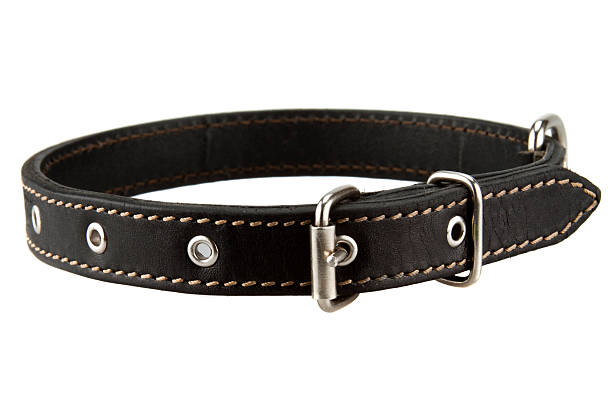 collier pour chien en cuir noir - leather harness photos et images de collection