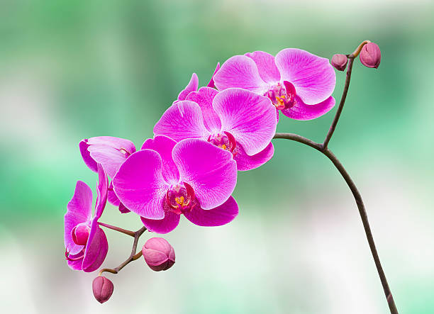 istock pink flowers orchid 453486085