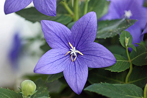 istock Blossomed balloon flower 453486503