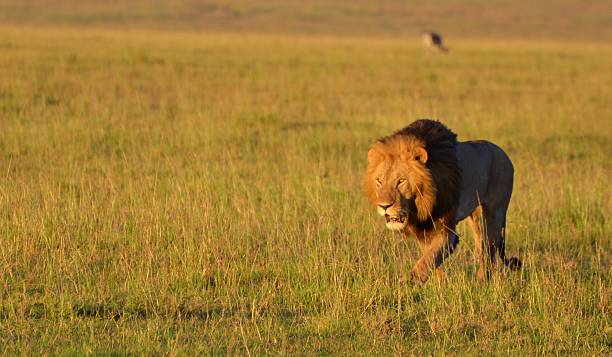 istock Serengeti Lion 453486841