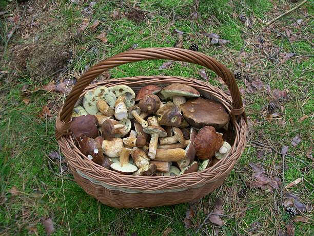 istock Basket of mushrooms 453487075