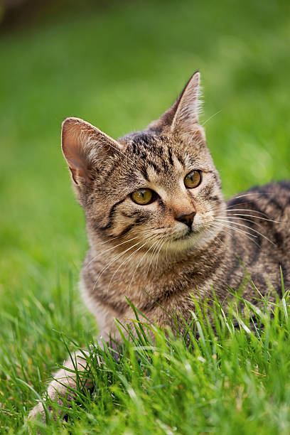 istock Young cat lying in the gras 453489325