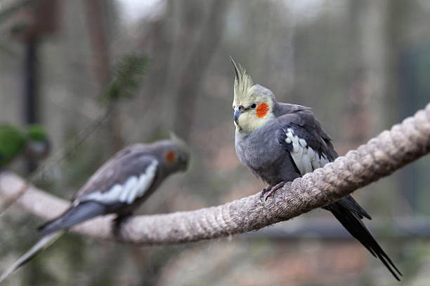 istock Two cockatiels in an outdoor aviary, sitting on a rope 453489367