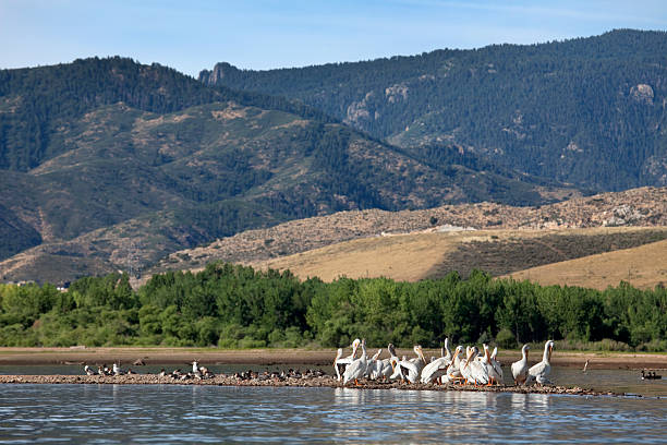 Pelicans and merganser Chatfield State Park Colorado With Turks Head Peak and the Rocky Mountains in the distance, a flock of wild common merganser and a flock of wild White American pelicans preen on a sand bar where the South Platte River enters Chatfield Reservoir, Colorado. Drought conditions have lowered the waters substantially in the reservoir. littleton colorado stock pictures, royalty-free photos & images