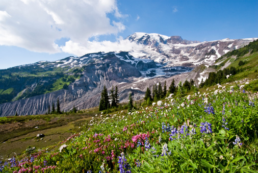 At 14,410' above sea level, Mount Rainier dominates the landscape of the Puget Sound region. Mount Rainier is the highest point in Washington State and is also the most glaciated mountain in the continental United States. This picture of Mount Rainier was taken from the beautiful Paradise Meadows in Mount Rainier National Park, Washington State, USA.