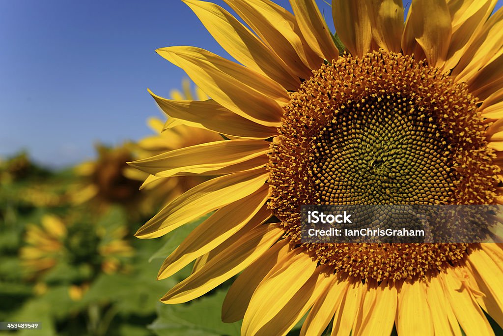 - Sonnenblume - Lizenzfrei Agrarbetrieb Stock-Foto