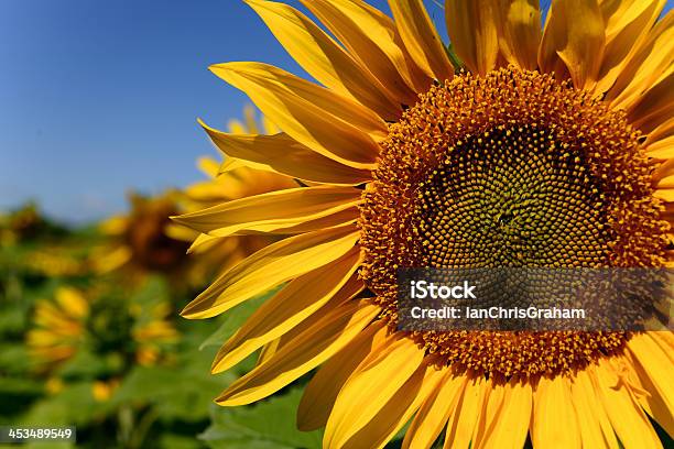 Sonnenblume Stockfoto und mehr Bilder von Agrarbetrieb - Agrarbetrieb, Baumblüte, Blau