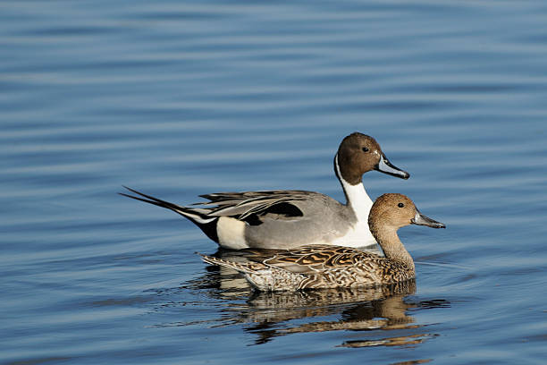 Pair of Pintail Ducks