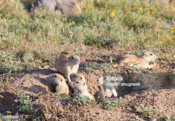 Familie Mit Sechs Junge Präriehunde Wichita Mountains Wildlife Refuge Stockfoto und mehr Bilder von Bau