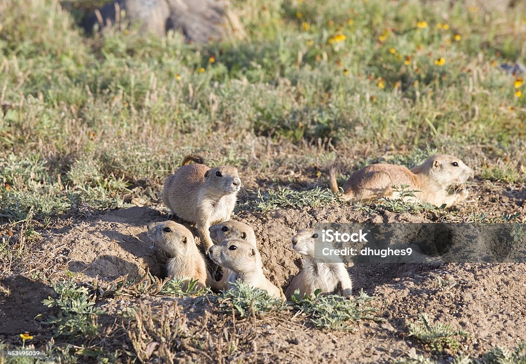 Famiglia di sei giovane Prairie cani, Riserva Naturale dei monti Wichita - Foto stock royalty-free di Ambientazione esterna