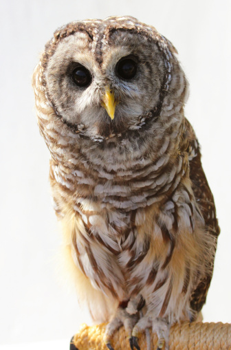 Frontal view of a barred owl on a neutral background