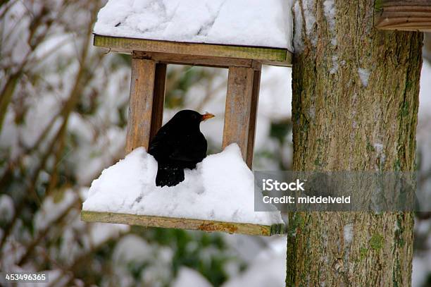 Inverno No Jardim - Fotografias de stock e mais imagens de Alimentar - Alimentar, Animal Doméstico, Casca de árvore