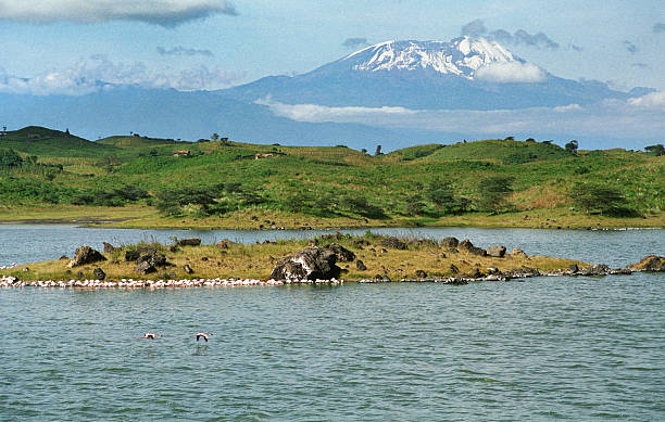 Flamingos on lake and Mount Killimanjaro Tanzania Snow remains on top of Mount Killimanjaro in 1996 as flamingos wade and fly over the Momela Lakes with homes, hills and crop fields just outside the city Arusha and Arusha National Park, Tanzania. arusha region stock pictures, royalty-free photos & images