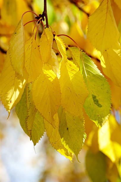 istock Shades of autumn 453498461