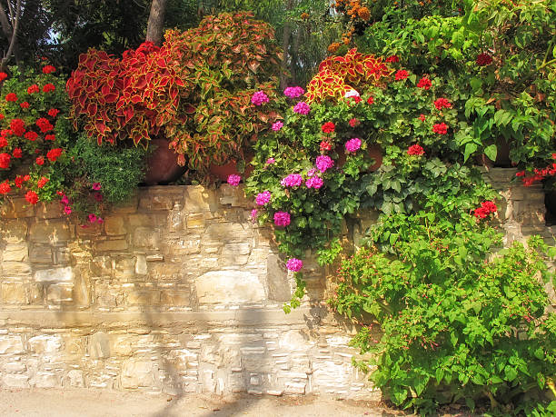 istock Colorful autumn blooms 453498489