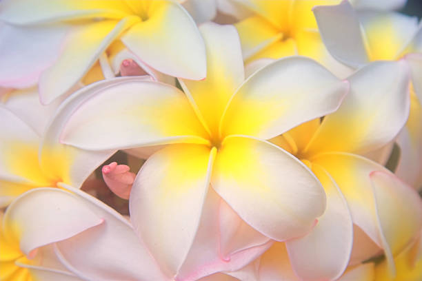 istock Gorgeous frangipani in bloom 453498579