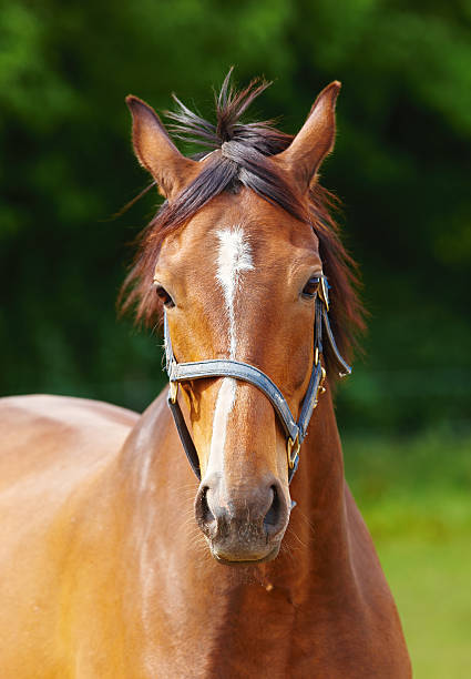 istock Beautiful brown horses 453498641